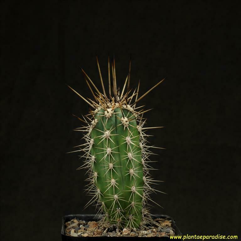 Stetsonia coryne Plantae Paradise The Collectors Corner