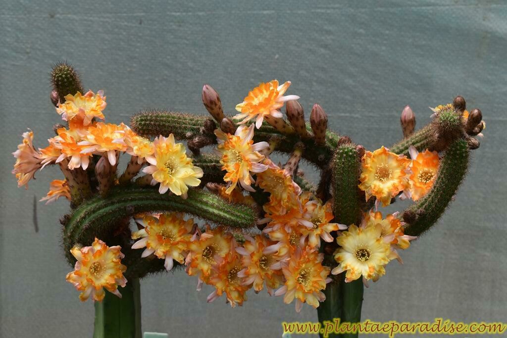 Chamaelobivia CV Lincoln Gem (Peanut Cactus) Chamaelobivia CV Lincoln Gem (Peanut Cactus)