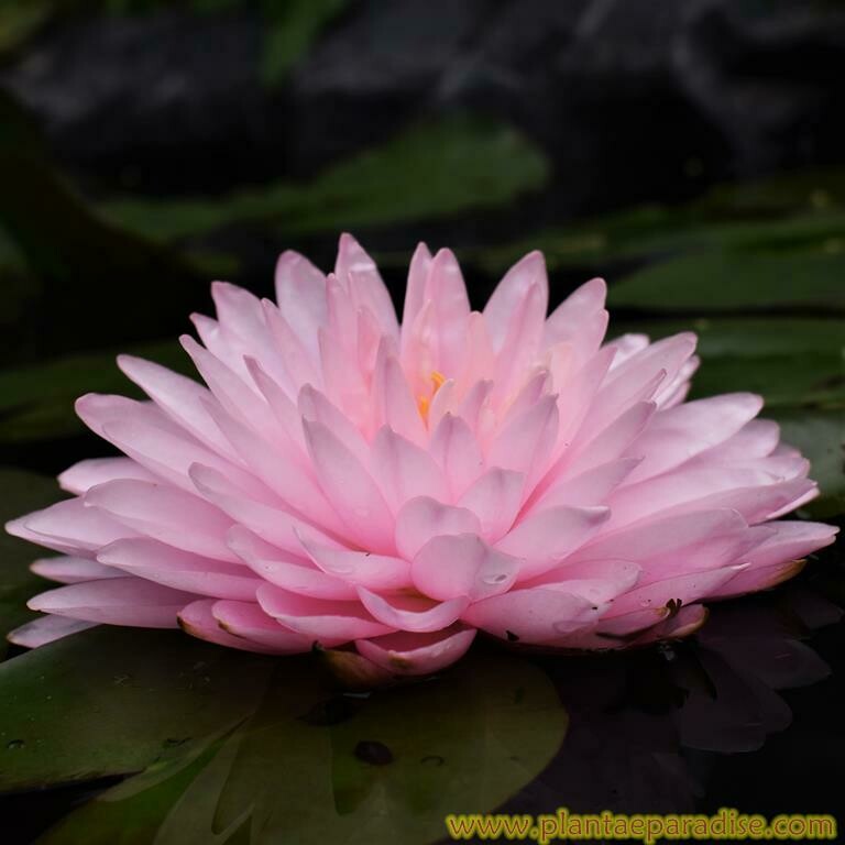 PINK POM POM