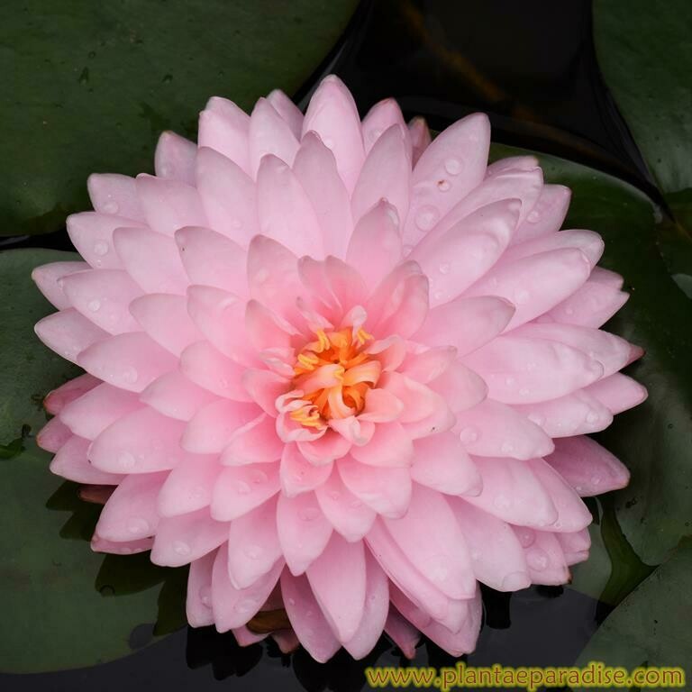 PINK POM POM PINK POM POM