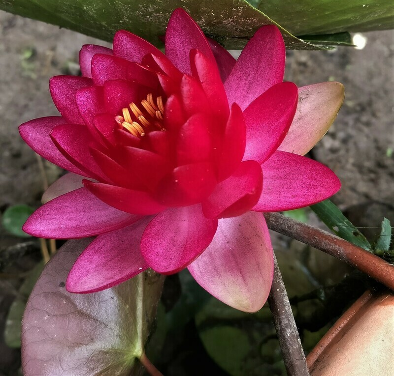 Manee Red