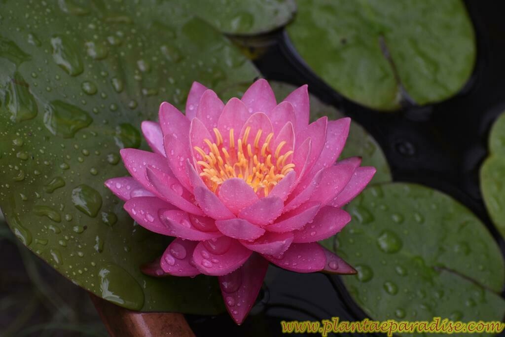 Perry's Fire Opal