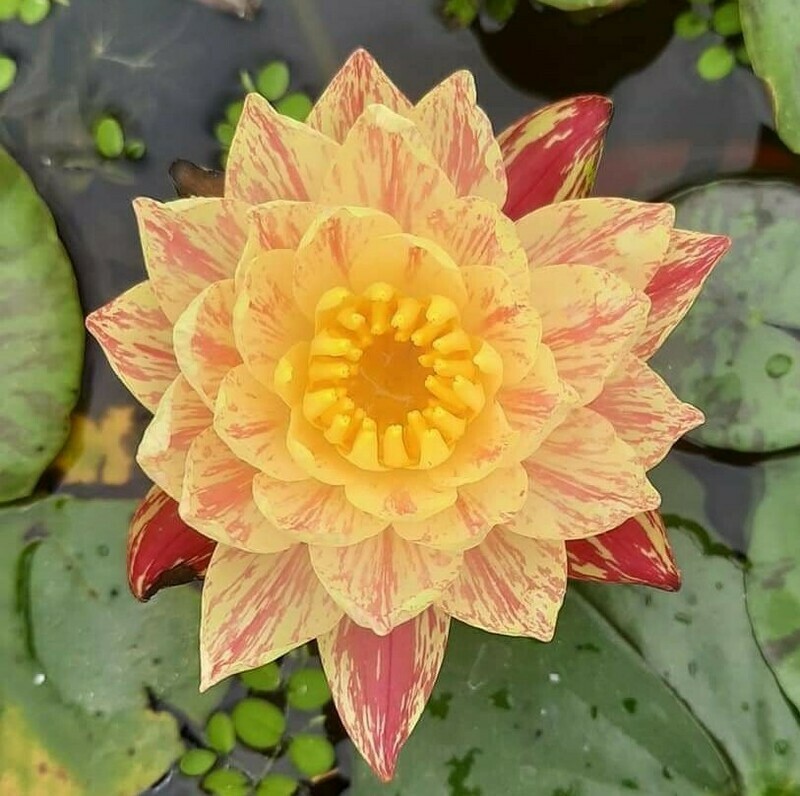 Paranee (Water Lily)