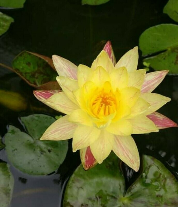 Paranee (Water Lily)