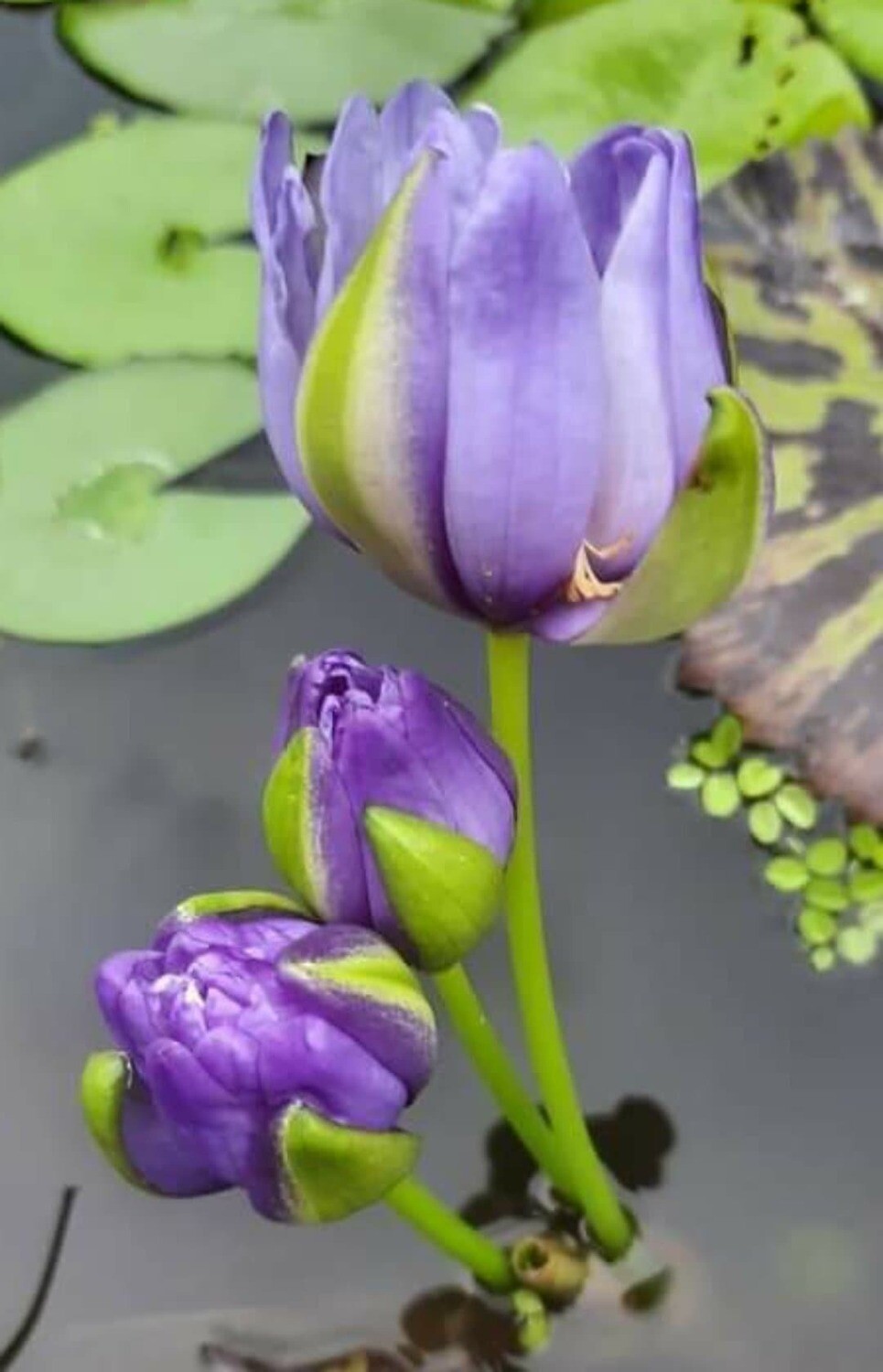 Gigantea
