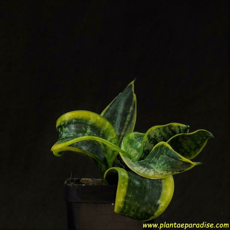 Sansevieria trifasciata cv Tornado"