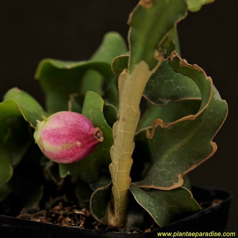 Epiphyllum guatemalense f. monstrosa aka Curly lock Orchid Cactus Epiphyllum guatemalense f. monstrosa aka Curly lock Orchid Cactus-Flower