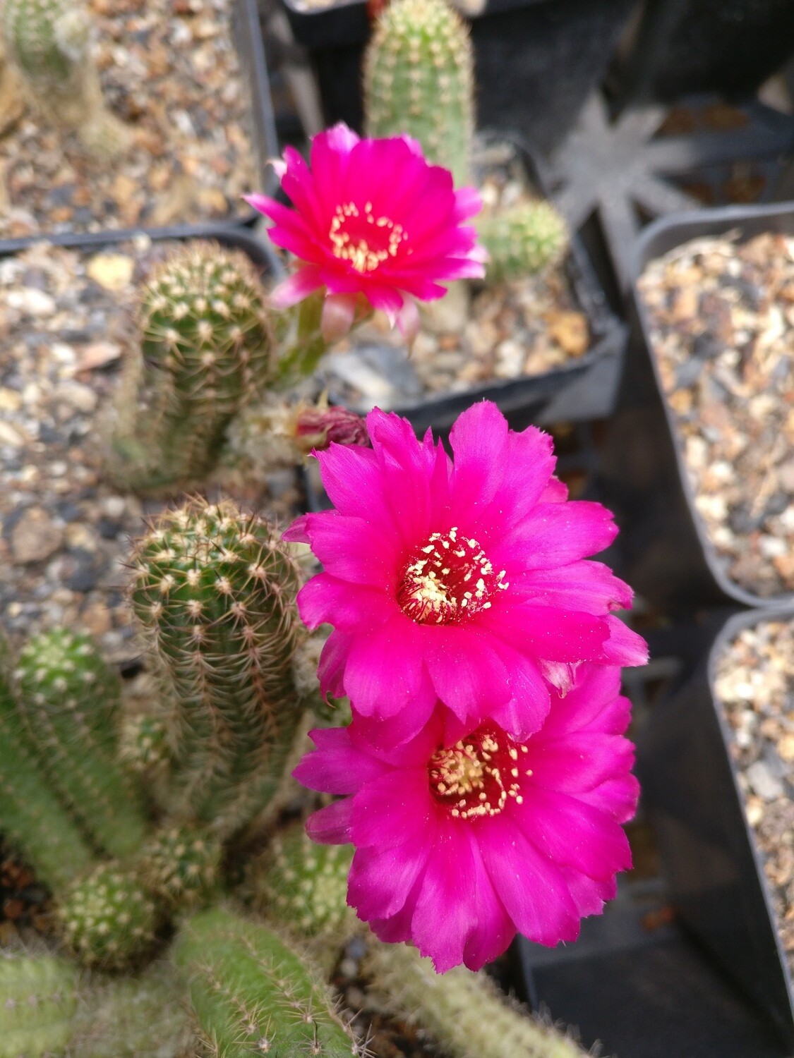 Chamaelobivia cv Violet (Peanut Cactus)- Flower