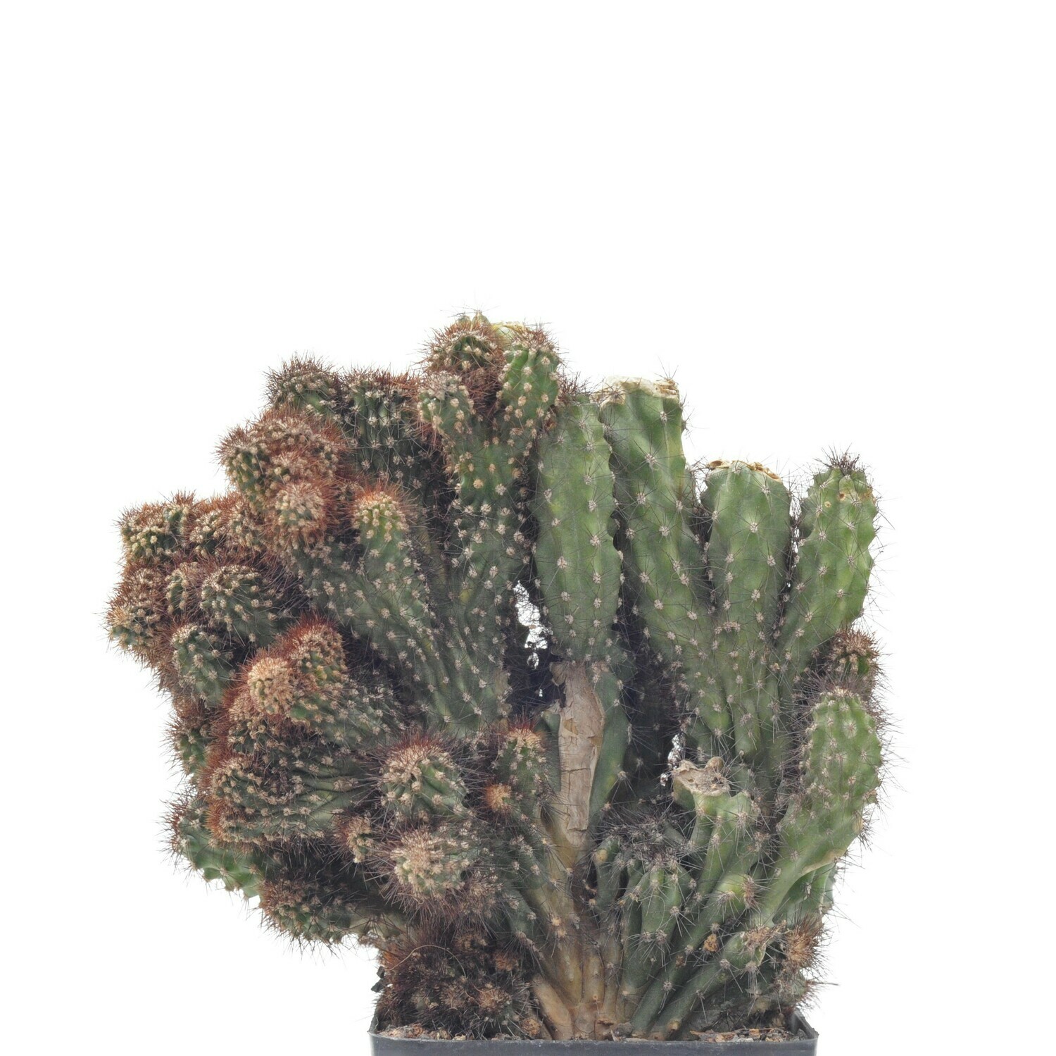 Cereus sp Monstrose Crest