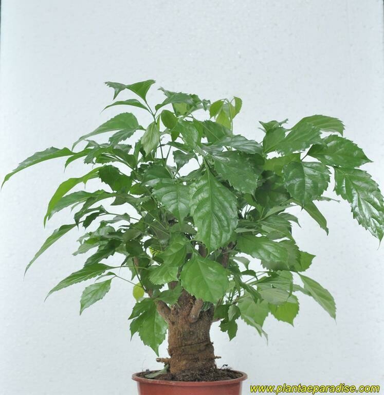 Bonsai Radermachera sinicia (China Doll, Serpent Tree, Emerald Tree) – SHOP HERE – Plantae Paradise Bonsai Radermachera sinicia (China Doll, Serpent Tree, Emerald Tree) – SHOP HERE – Plantae Paradise