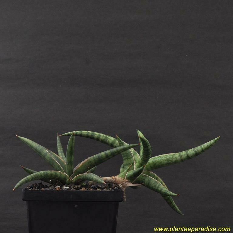 Sansevieria hybrid