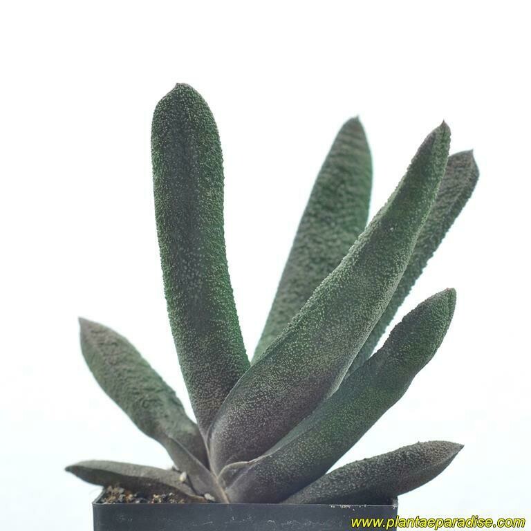 Gasteria Bateshana Barberton