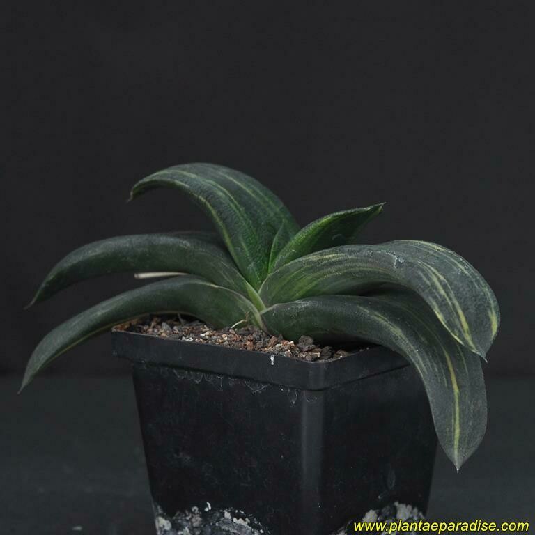 Gasteria armstrongii