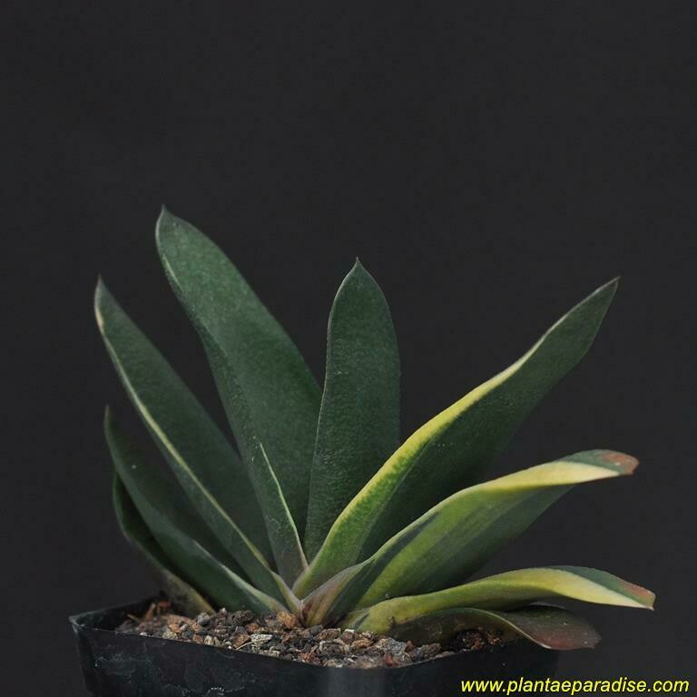 Gasteria acinacifolia (Variegated Margins)