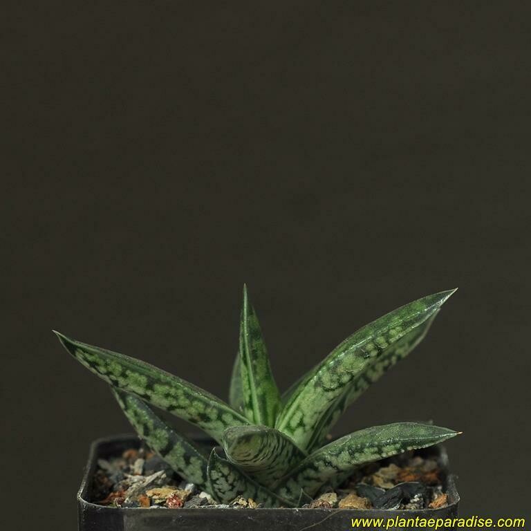 Gasteraloe CV Thais