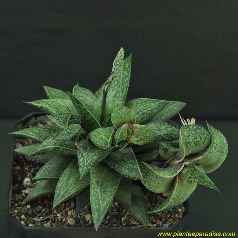 Gasterhaworthia cv. ROSAVA