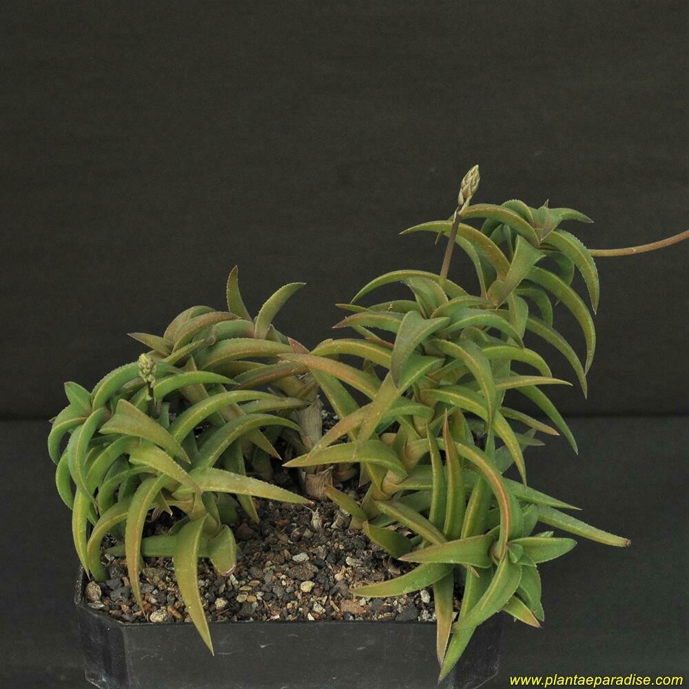 Aloe x astroloba 'Tyson' Display pic of specimen plant