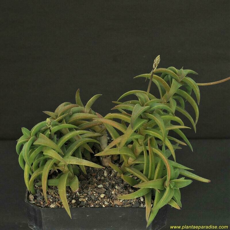 Display pic of specimen plant