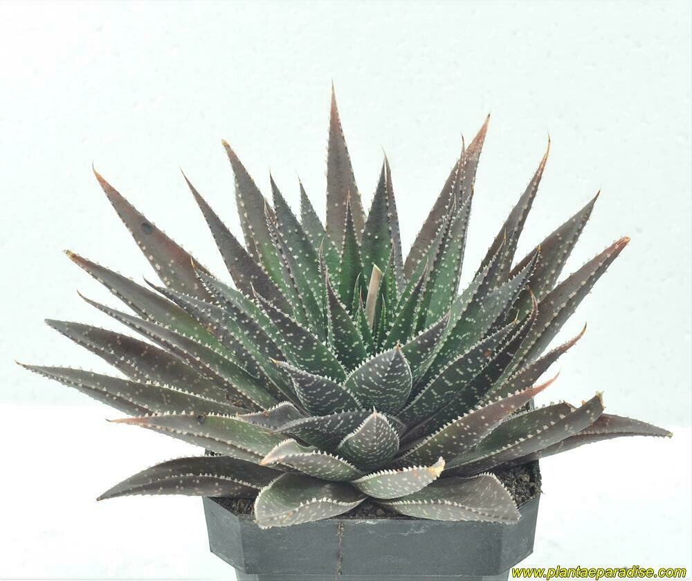 Specimen plant for display purpose only.