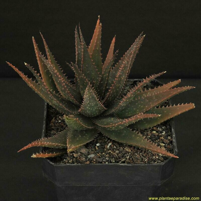 Specimen plant for display purpose only.