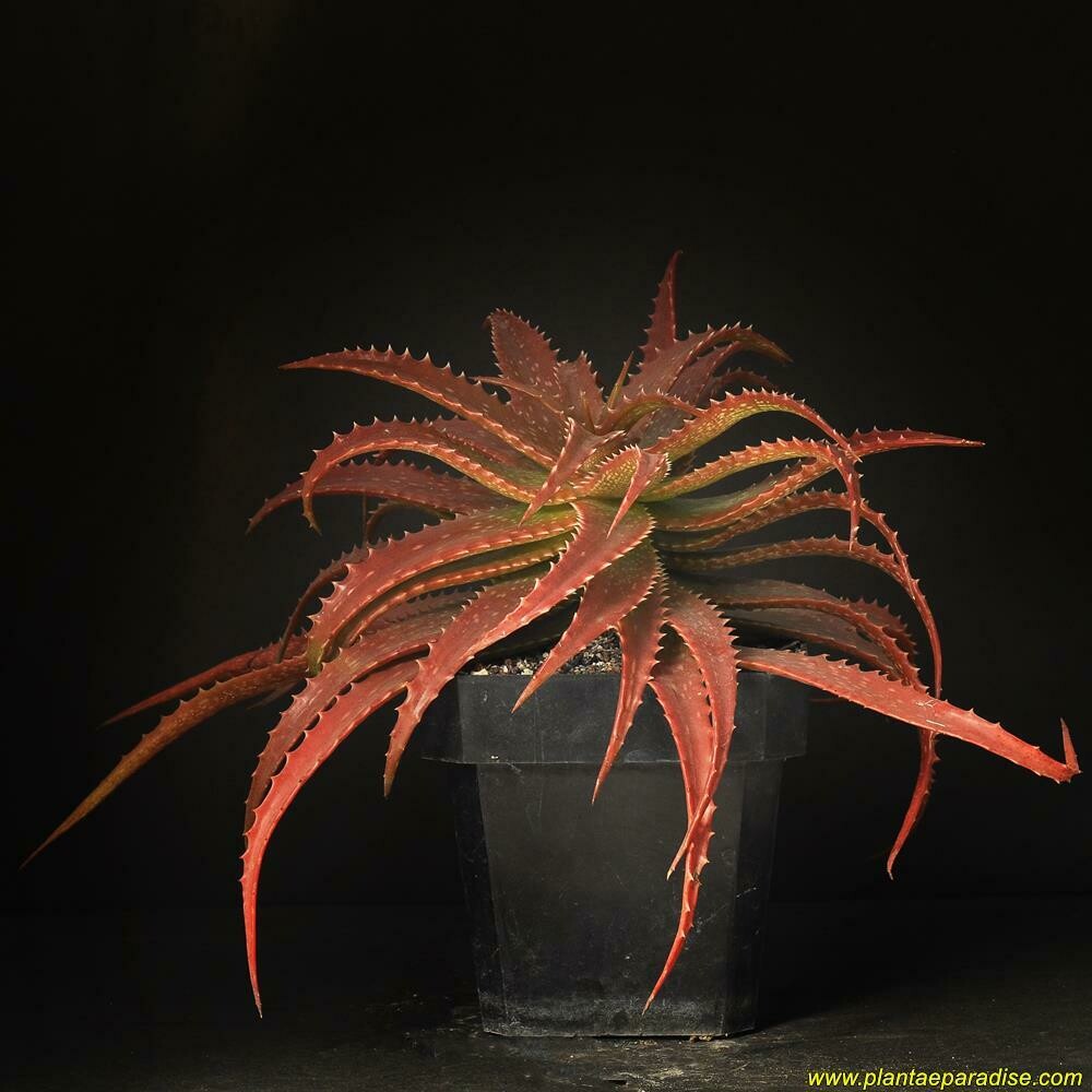 Aloe dorotheae Aloe dorotheae