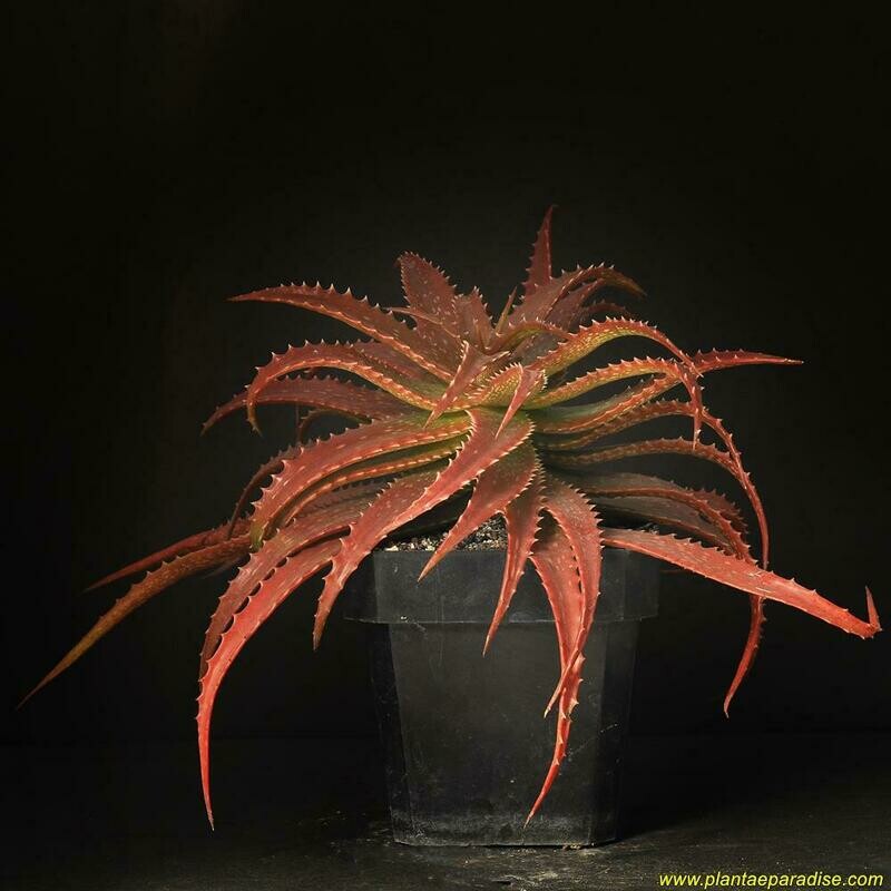 Aloe dorotheae Aloe dorotheae