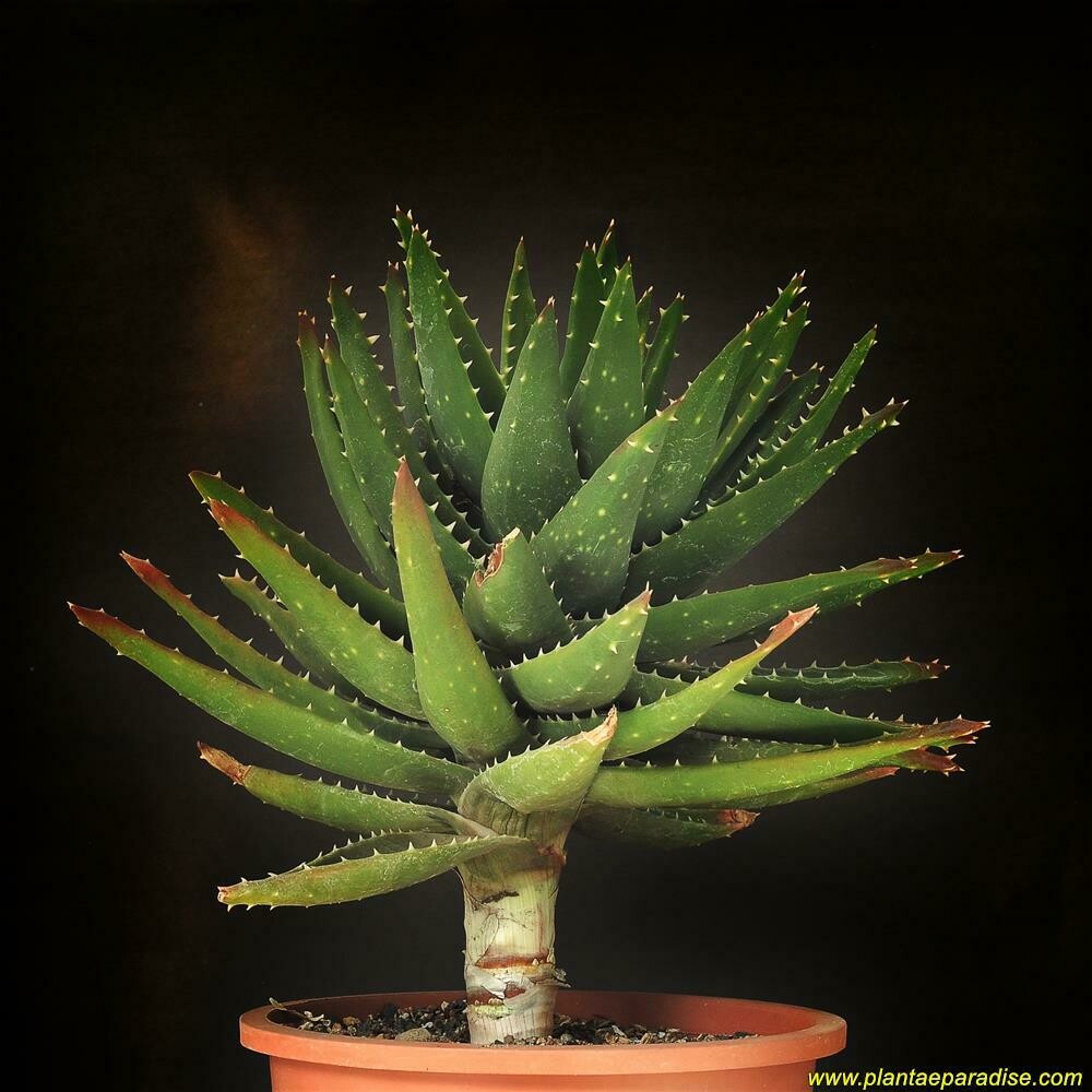 Aloe mitriformis