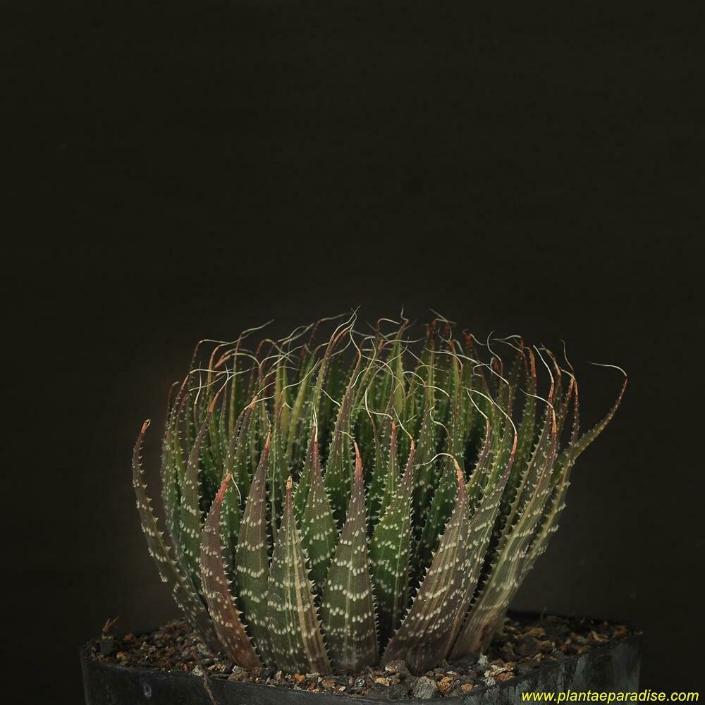 Aloe Aristata Variegated