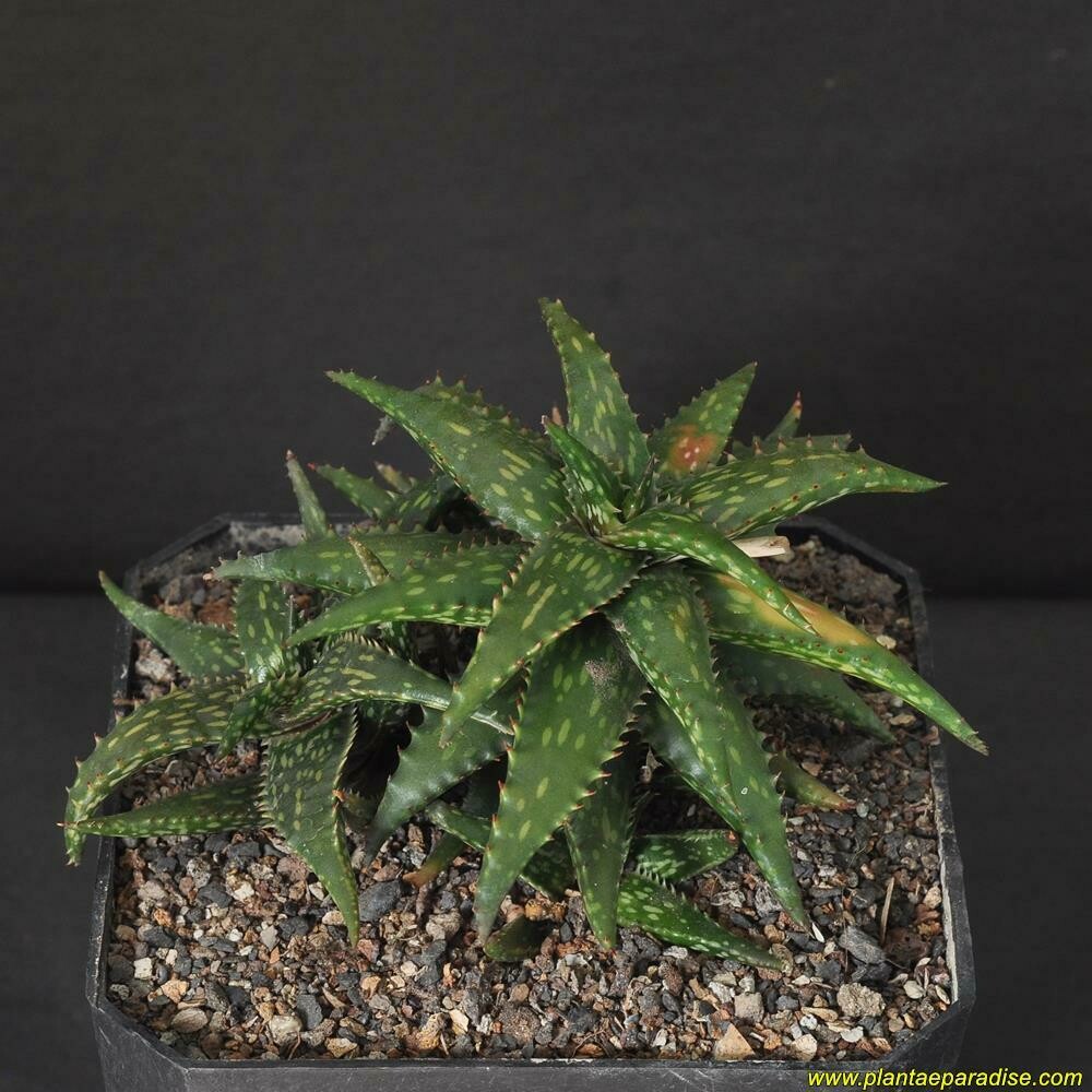 Display pic of specimen plant