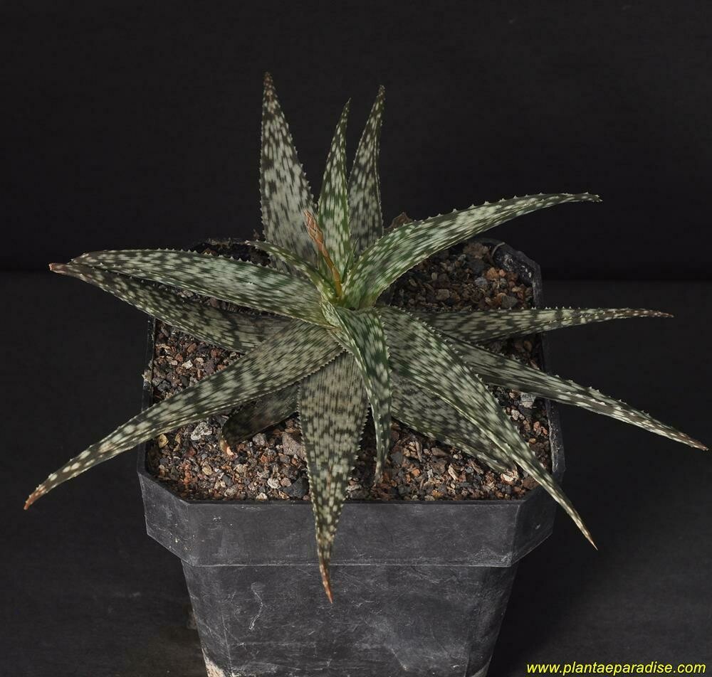 DISPLAY PIC OF SPECIMEN PLANT