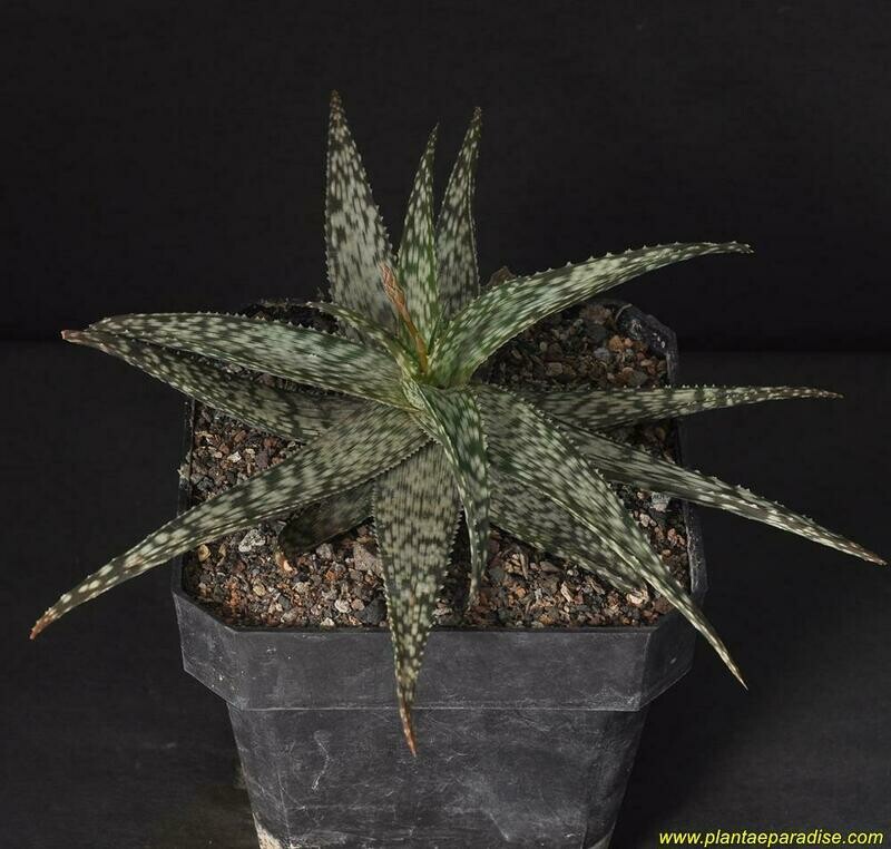 DISPLAY PIC OF SPECIMEN PLANT