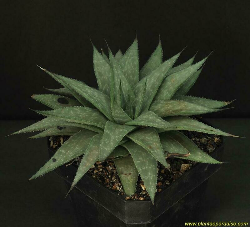 Gasteraloe Grey Ghost
