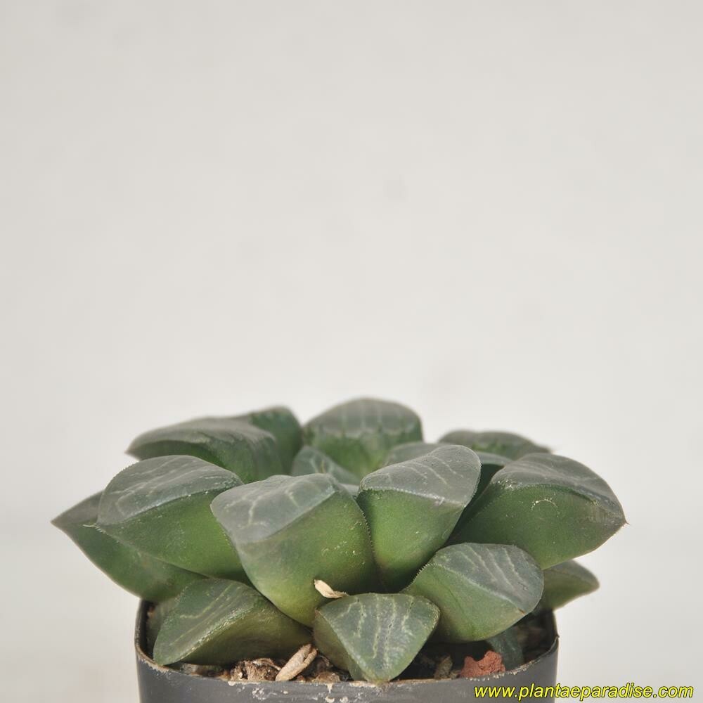 Haworthia bayeri cv 'Tsukikage'