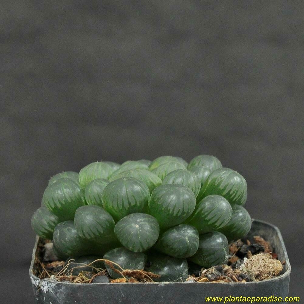 Haworthia