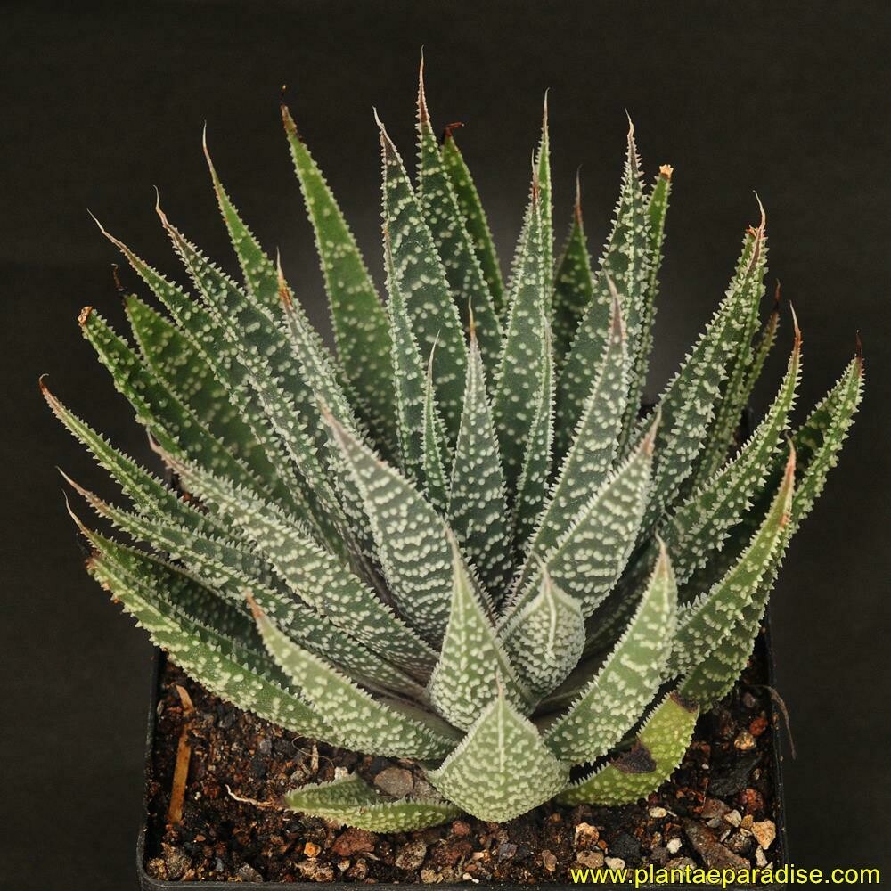 Aloe aristata Aloe aristata