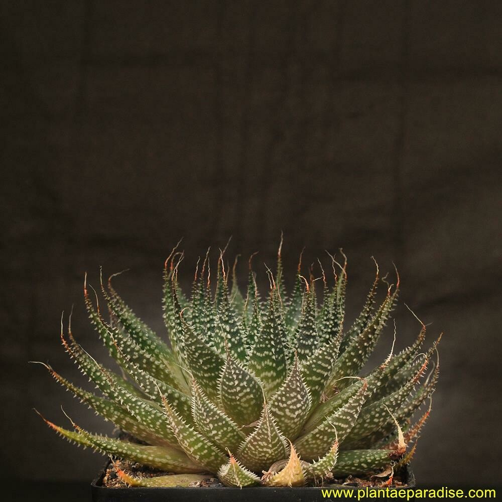 Aloe Aristata (Typical form)