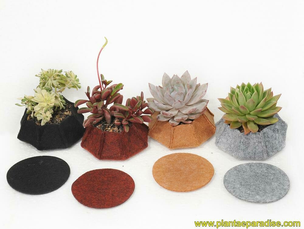 Set of 3  Succulent Pots  (3  Random Colours)