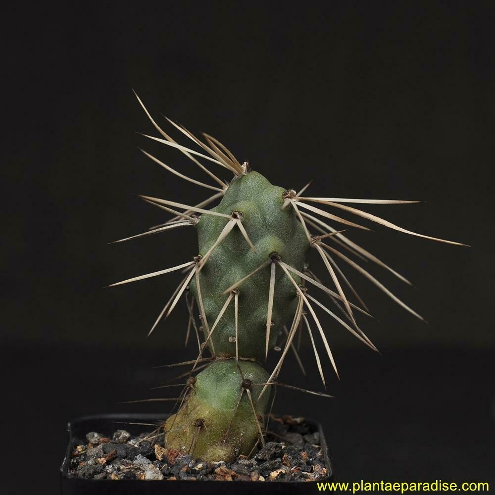 Tephrocactus Aoracanthus