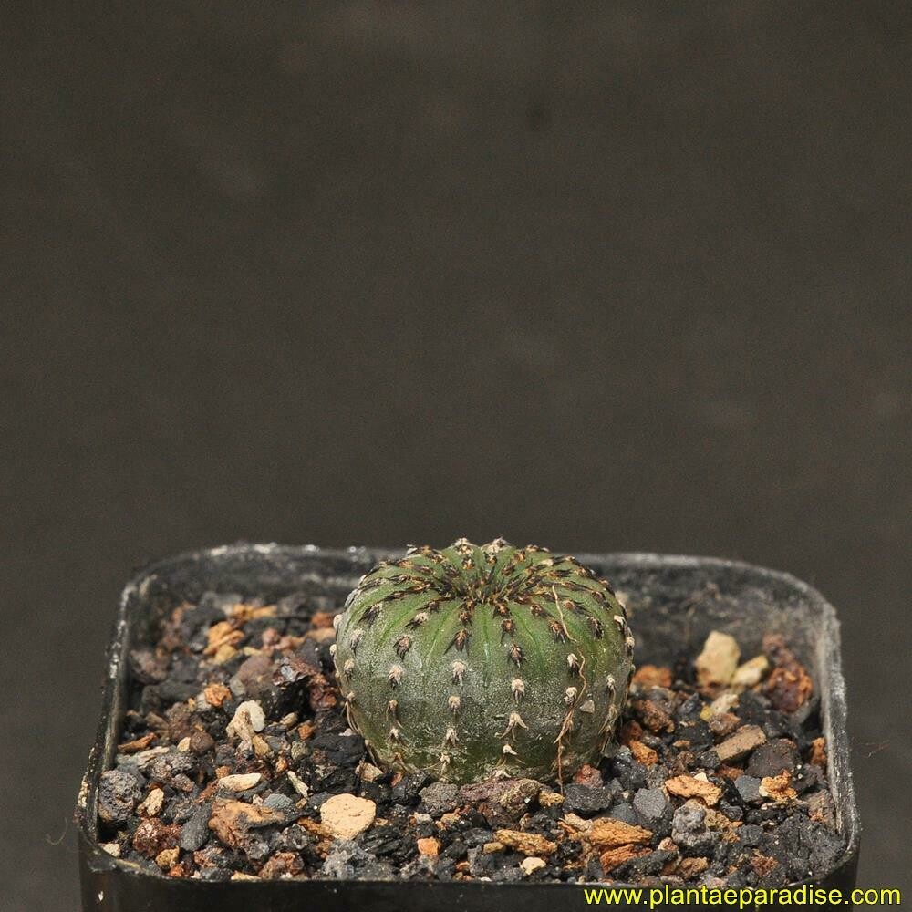 Frailea Asterioides ( Green Var)