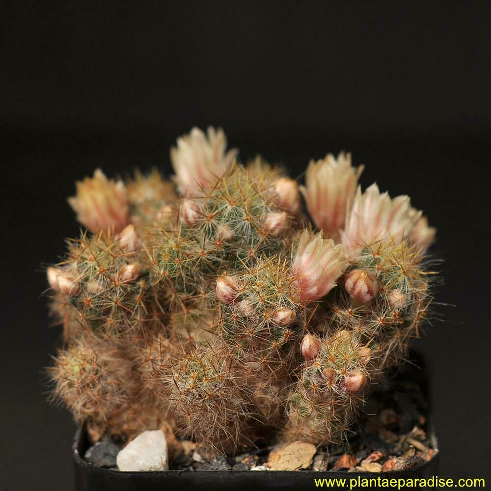 Mammillaria Prolifera (Golden Spines)