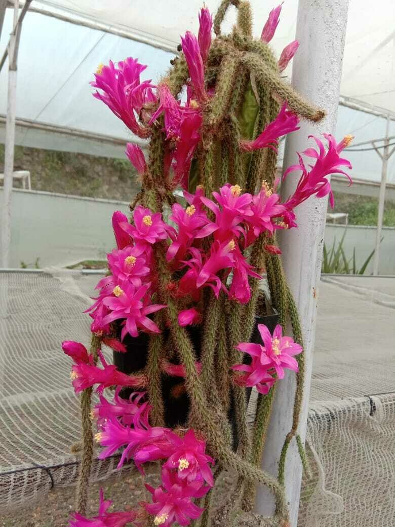 Aporocactus flagelliformis Flower.