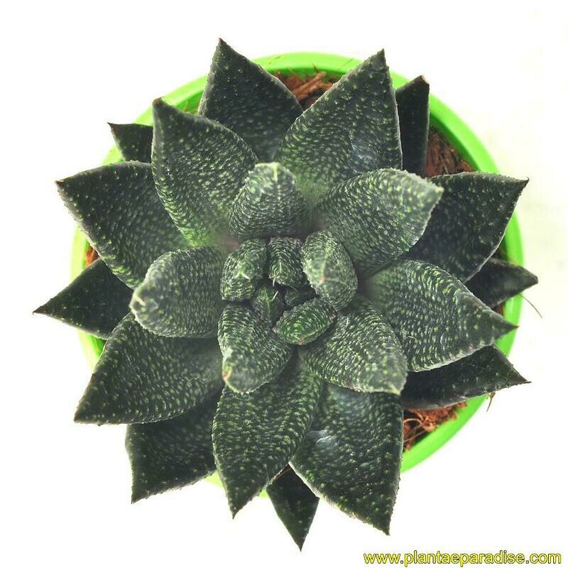GasterAloe Green Dew / (Twilight Zone)