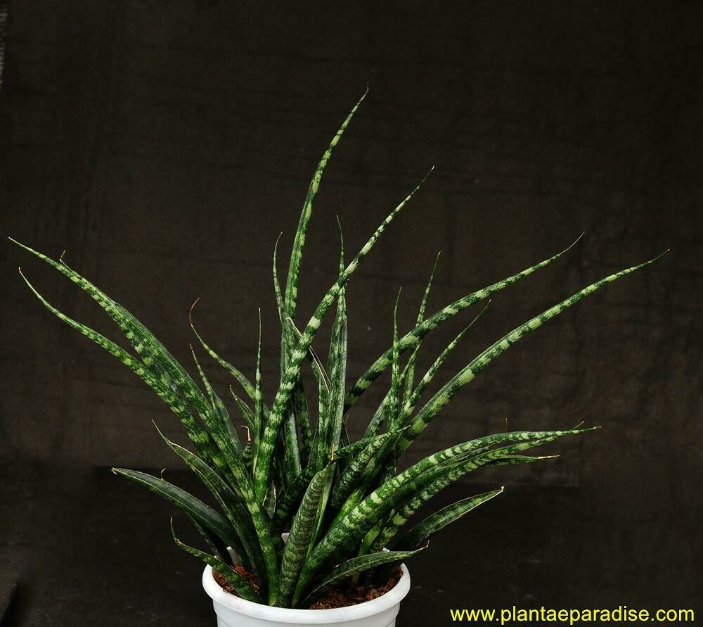 Sansevieria bacularis 'Mikado'