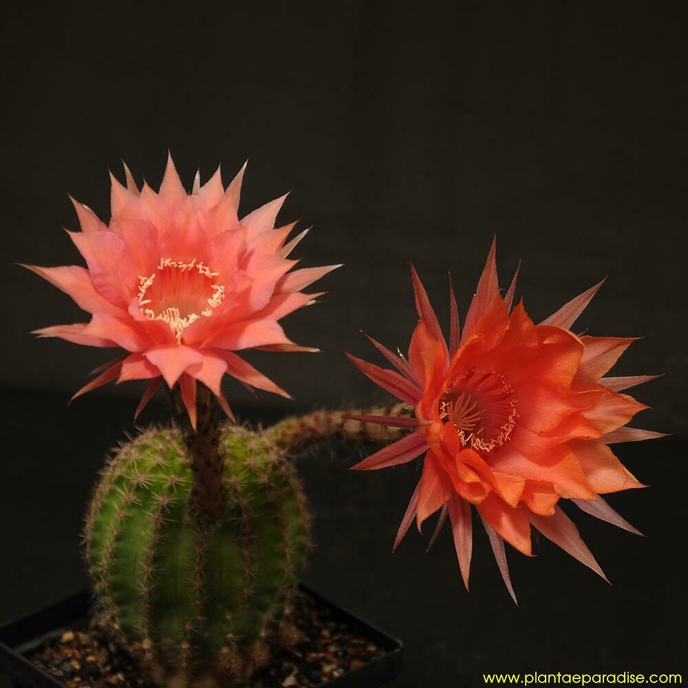 Echinopsis hybrid 'Rollo' (LET180)