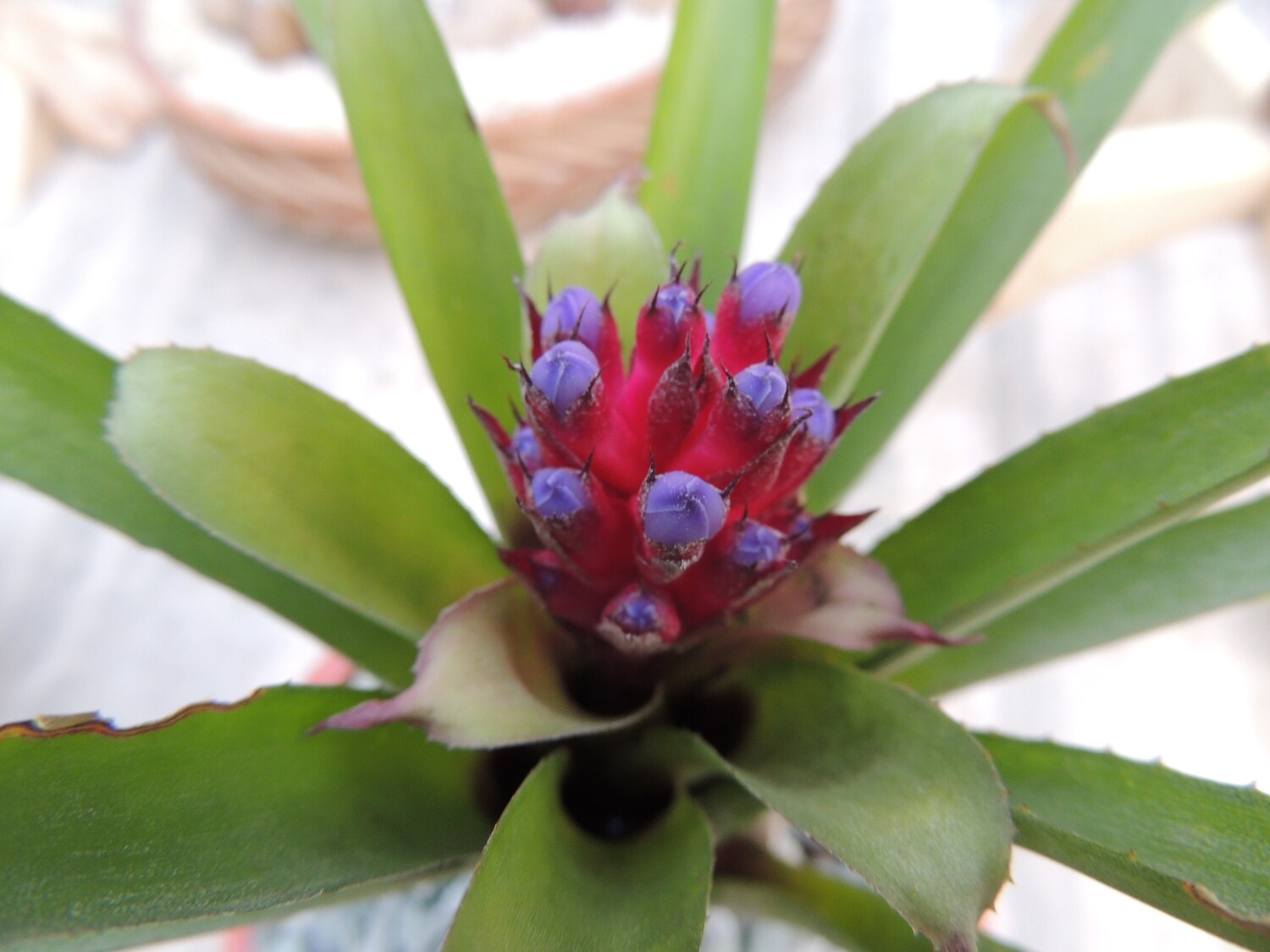 Aechmea Cylinderata 'Blue Cone'
