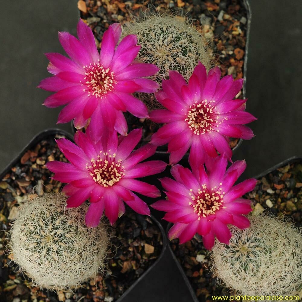 Sulcorebutia Gerosenilis (Grafted) Sulcorebutia Gerosenilis (Grafted)