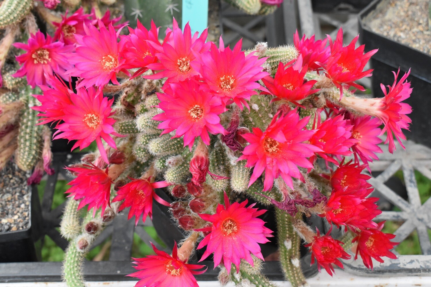 Chamaecereus hybrid "Rainbow Spirit" (Peanut Cactus 