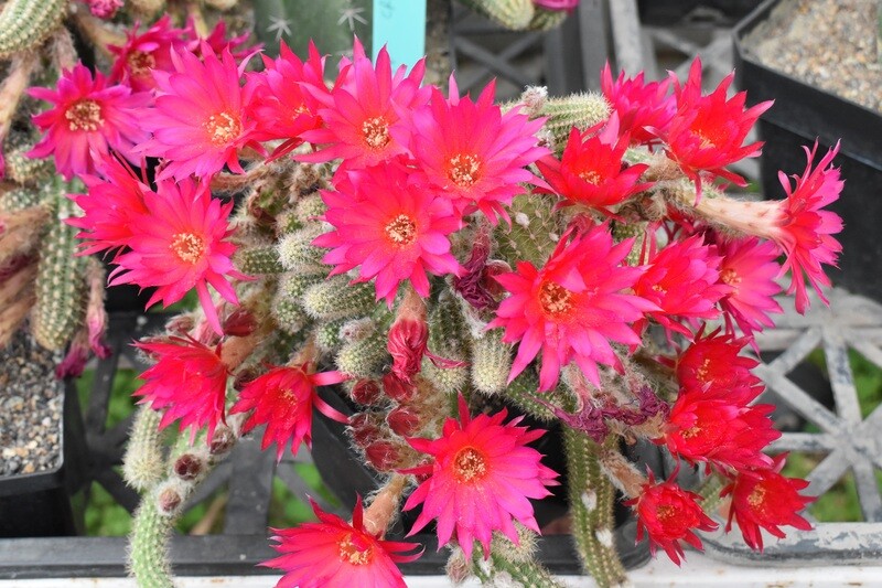 Chamaecereus hybrid "Rainbow Spirit" (Peanut Cactus 