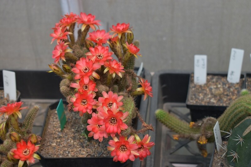 Chaemolobivia hybrid Orange with Yellow Radials (Peanut Cactus) Chaemolobivia hybrid Orange with Yellow Radials (Peanut Cactus)- Flower