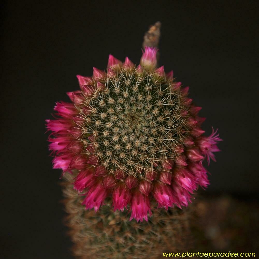 Mammillaria sp